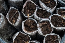 Biofertilizers
