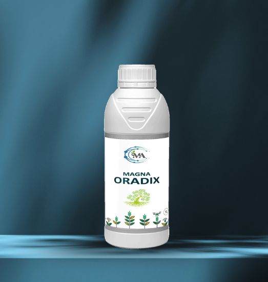 Magna Radix